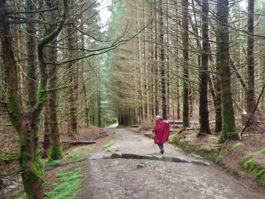 Dernière descente dans la forêt