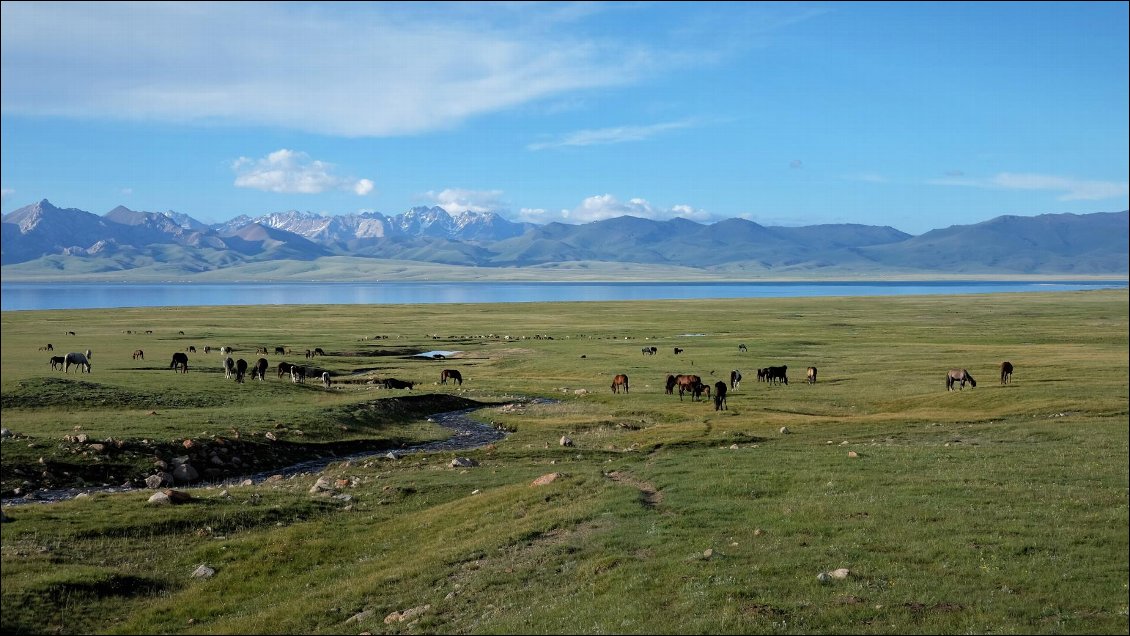 Chevaux en pâture au lac Son kul