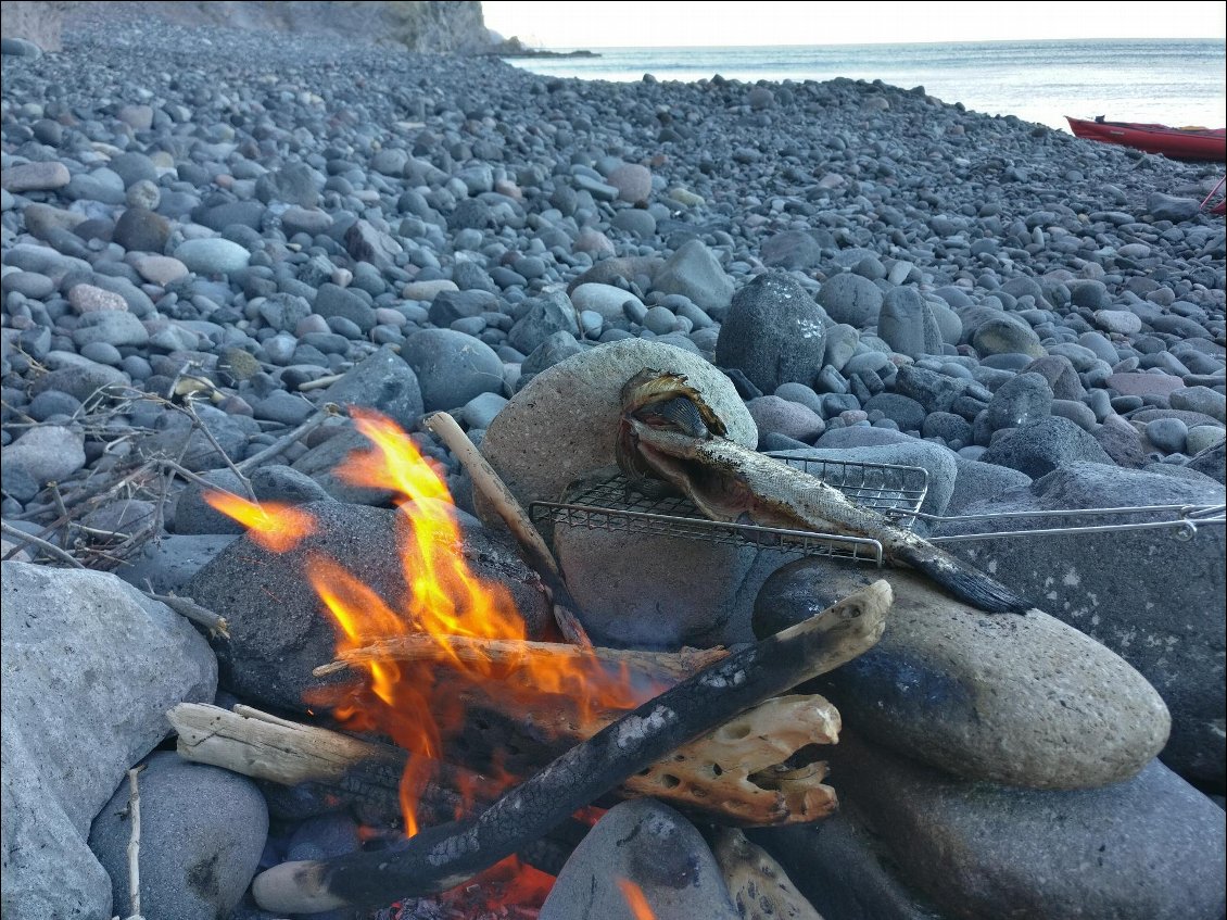 Ça ne manque pas de bois sec sur la plage.