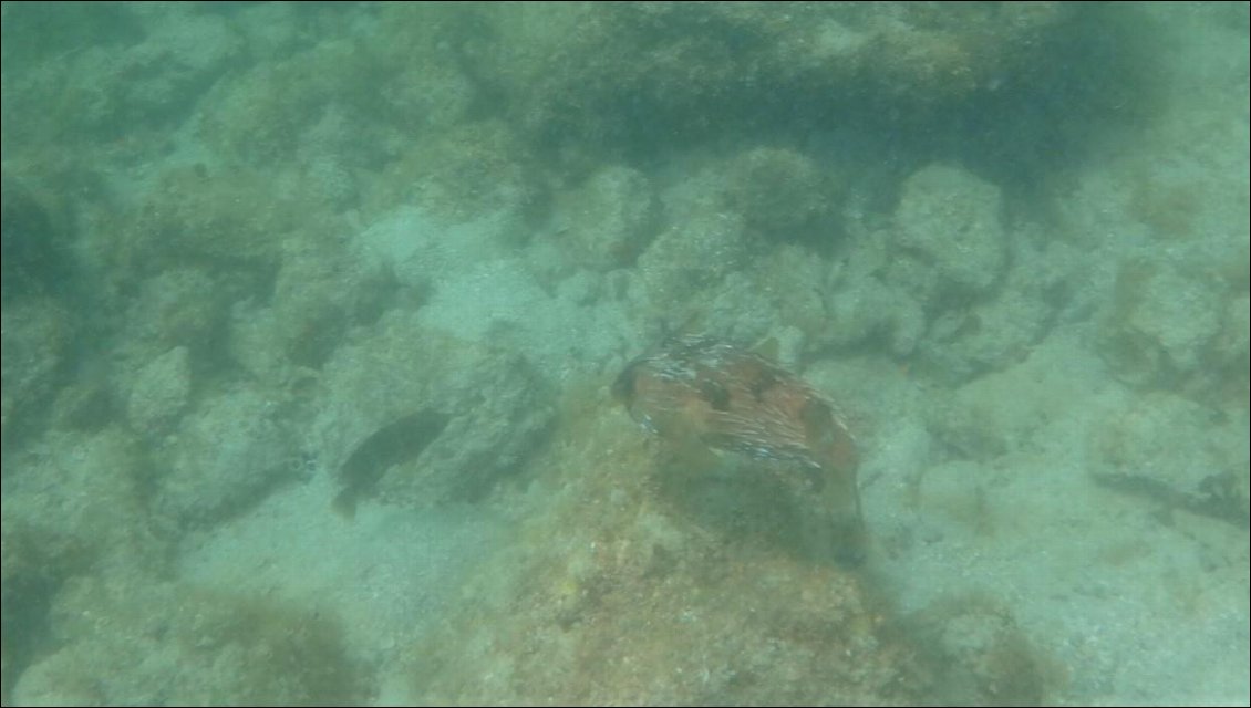 Un balloonfish accompagné d'un autre poisson non identifié