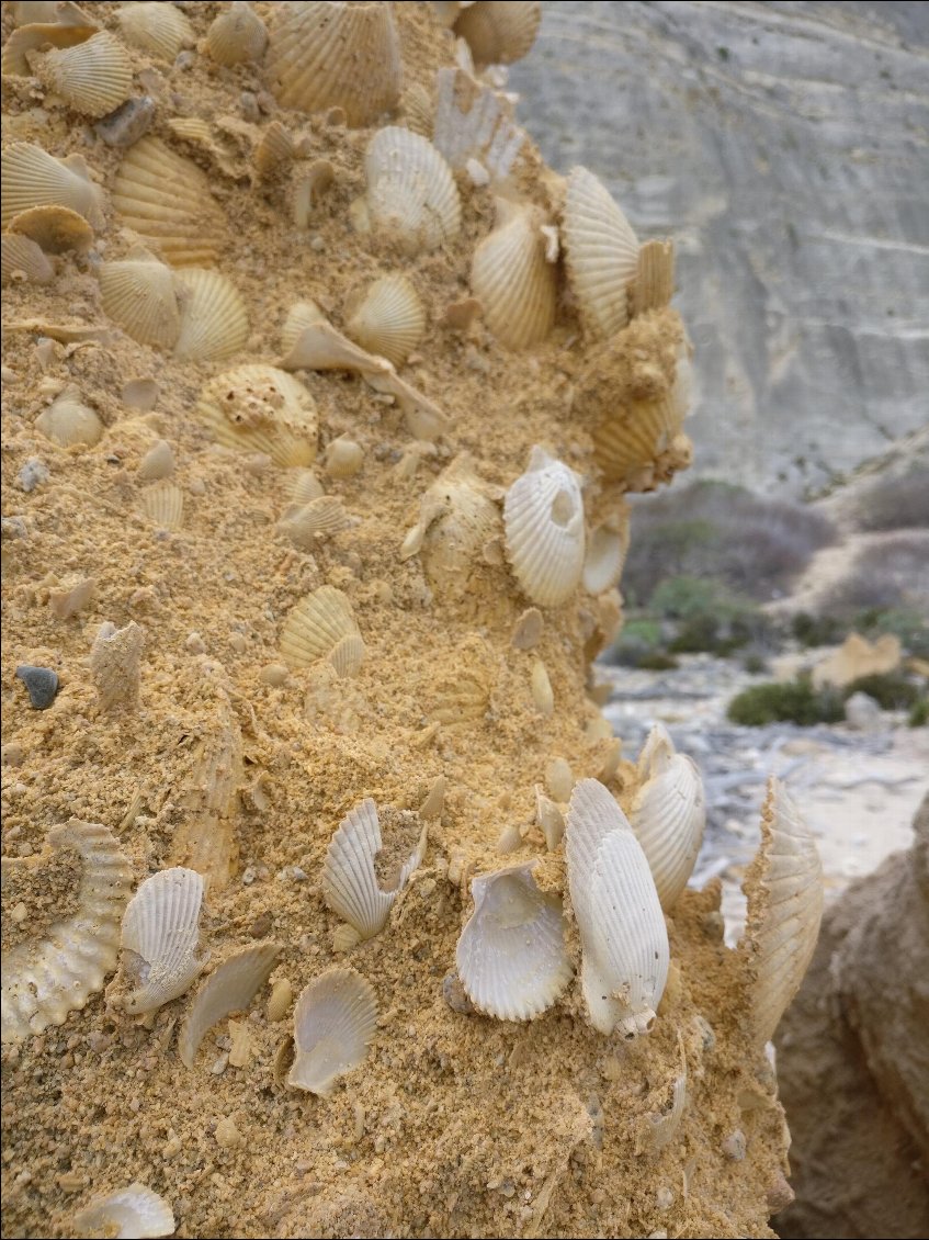 Pouding de "coquilles saint jacques"