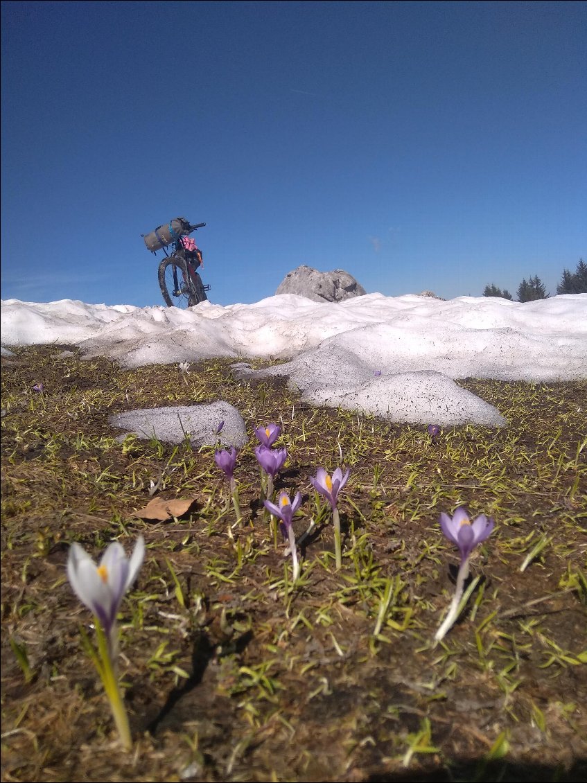 Crocus  au col du loup...se faire coquer par le loup...miam