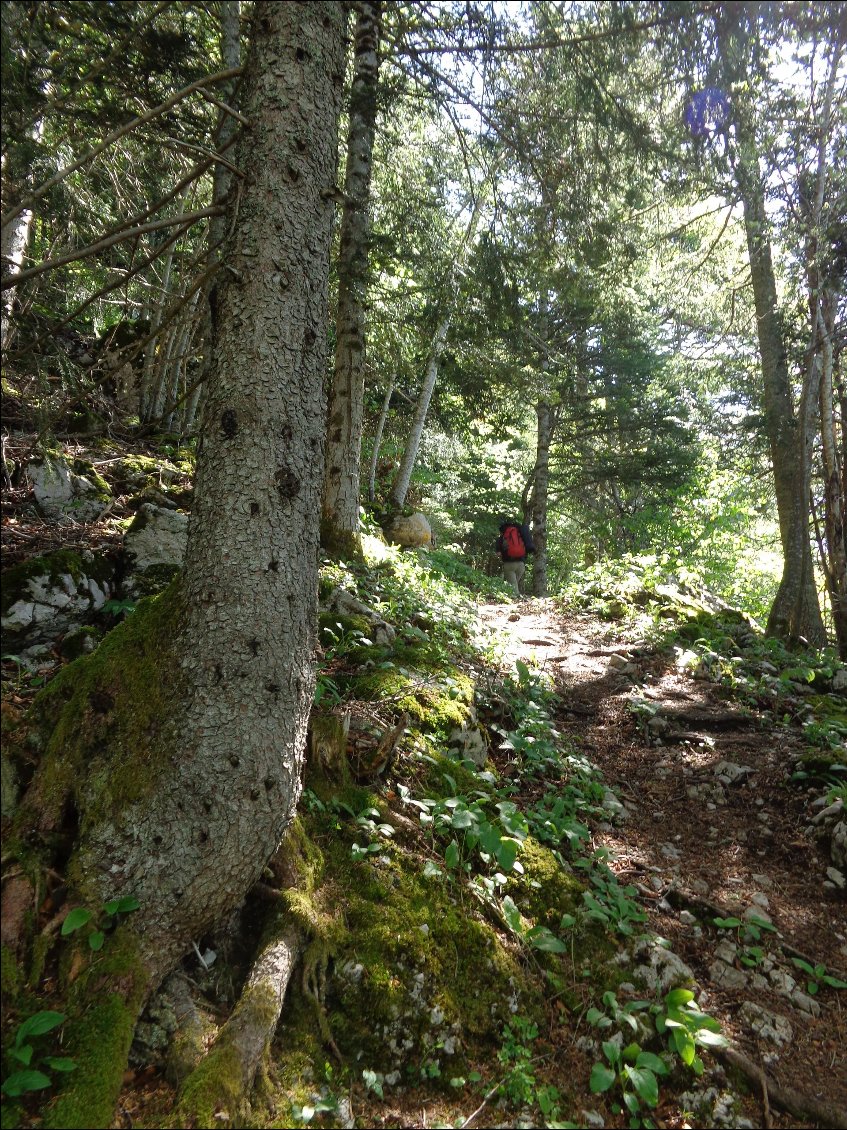 Montée à la fraiche en ce 8 juin sous les bois de St Pierre de Chartreuse