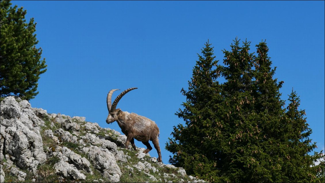 Bouquetin vers le Pas de l'Ours