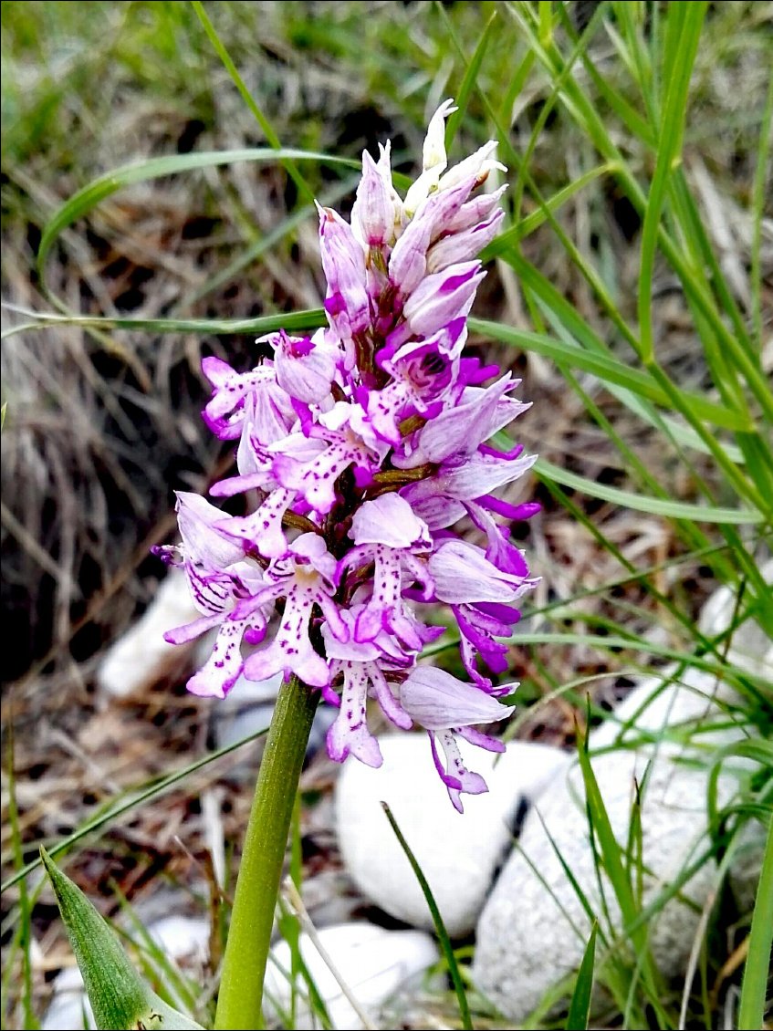 Orchis militaire (Orchis militaris)