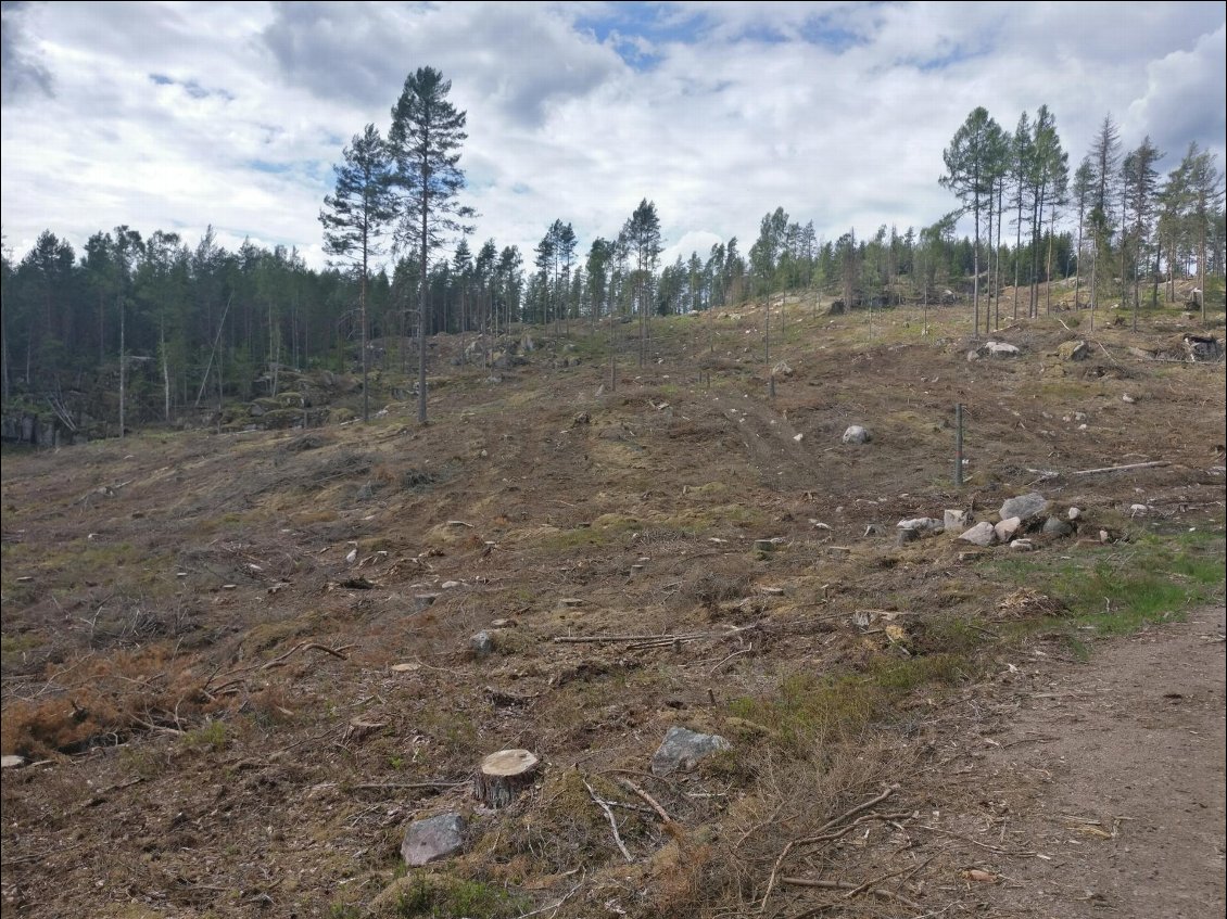 Des coupes à blanc, il y en a beaucoup aussi... Est-ce une gestion correcte de la forêt du point de vue environnemental?