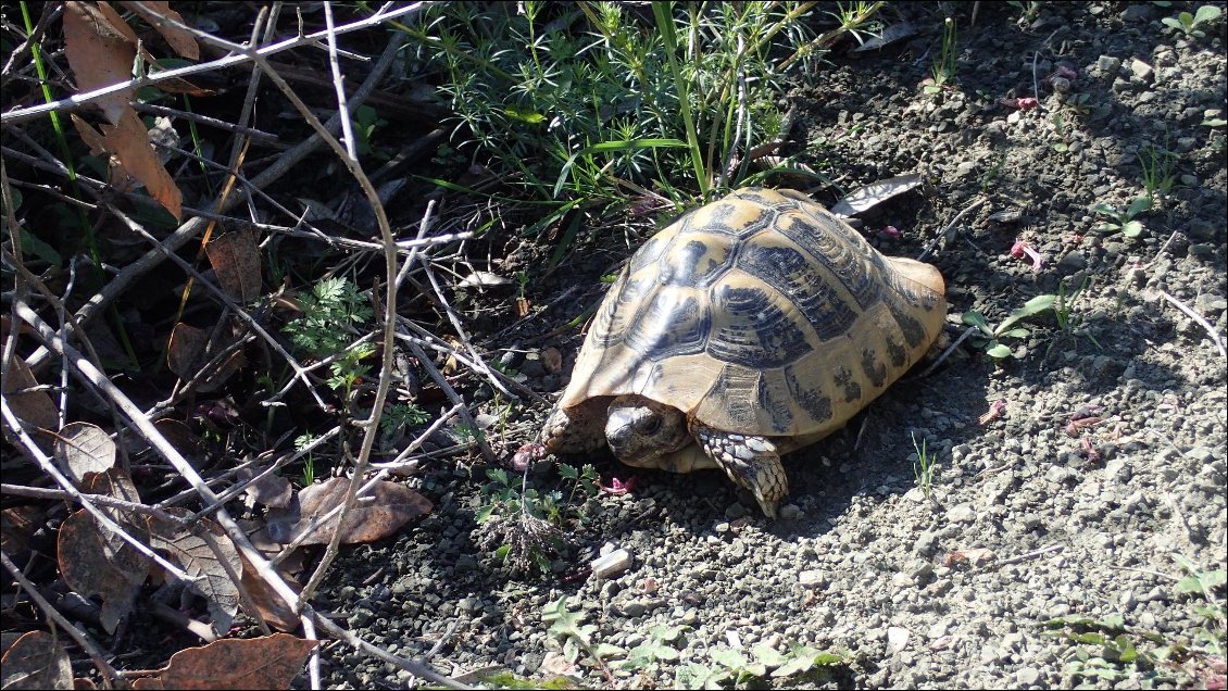 Première tortue rencontrée !