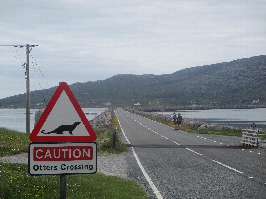 Ah ouais, ça peut être dangereux une traversée intempestive de loutres. Mais je les attends toujours celles-là.