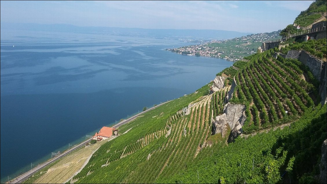 Un début de journée dans les coteaux de Lavaux qui méritent leur classement unesco.