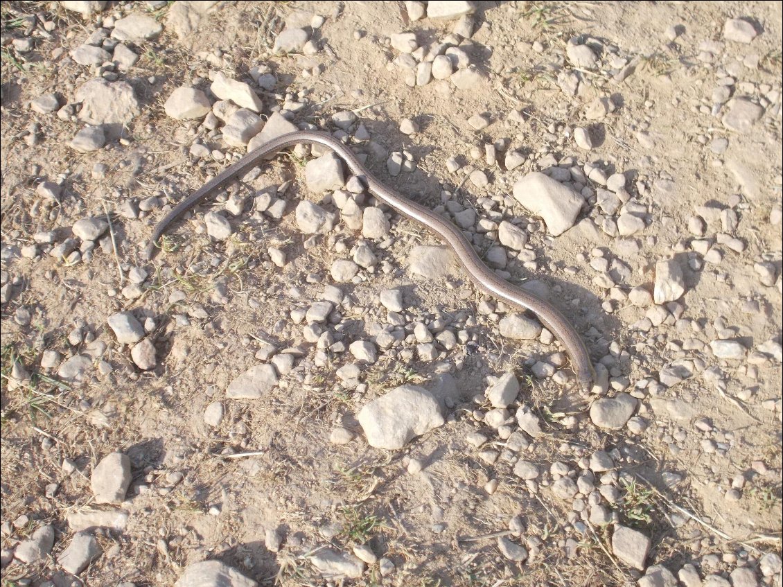 Ce petit serpent (vipère ?) tignous ne fait pas le poids s'il rencontre SuperLombric !