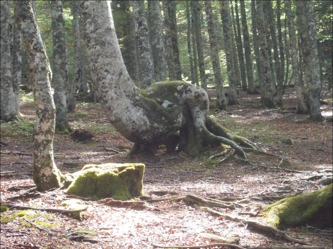 Drôle de créature dont je ne verrai pas la tête dans la descente vers le chalet Pedro.