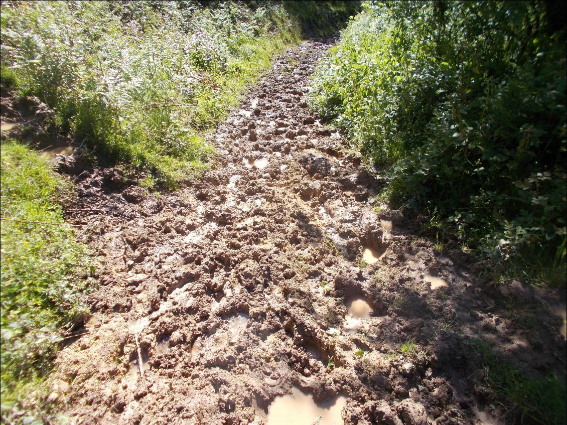 Passage à vache bien boueux.