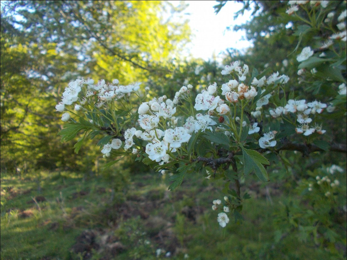 Ce buisson inconnu parfume subtilement les abords du chemin.