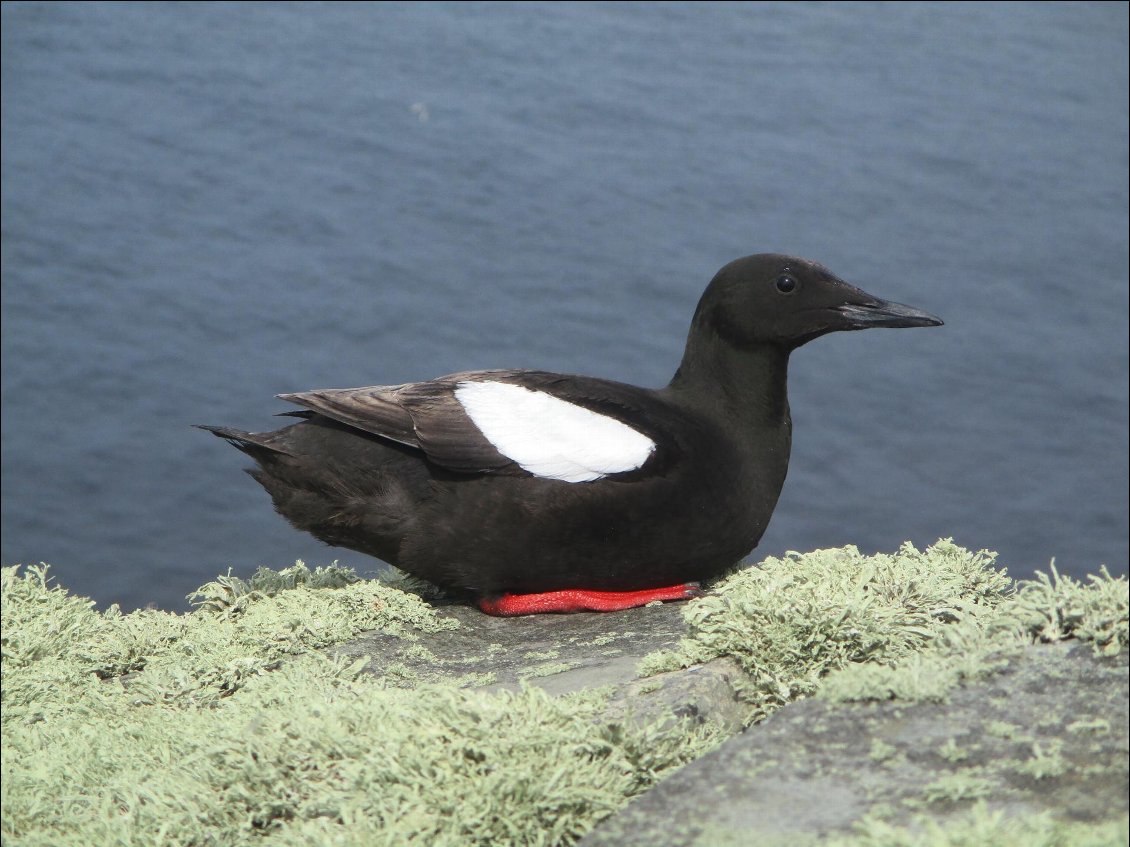 Et au sommet du broch, le gardien des lieux : un black guillemot.
Je l'aurais plutôt appelé "red boots guillemot".