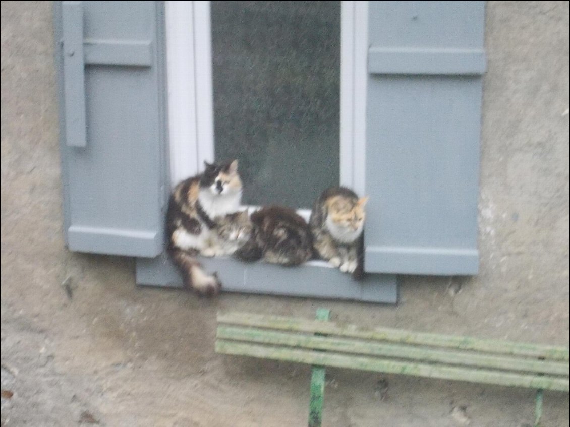 Flou artistique (!) de chats échaudés.