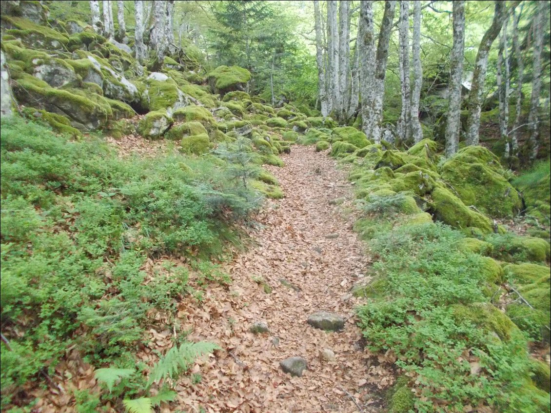 Passage dans les bois comme je les aime.