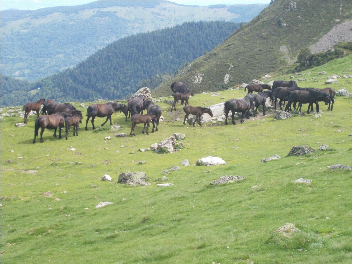 Les superbes chevaux de Merens.