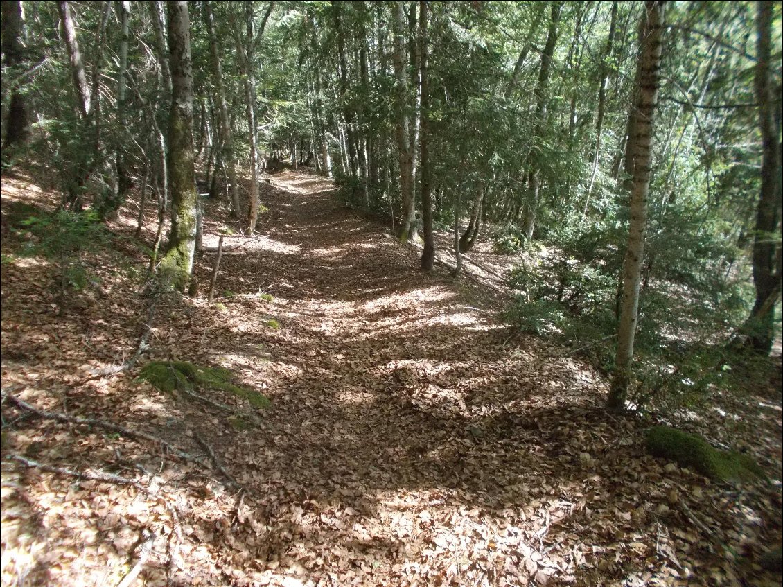 Les passages dans les bois calment les ardeurs du soleil, mais pas des taons !