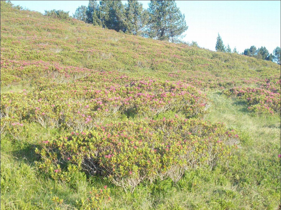 La photo de piètre qualité ne rend pas hommage à la beauté des rhododendrons en fleurs.