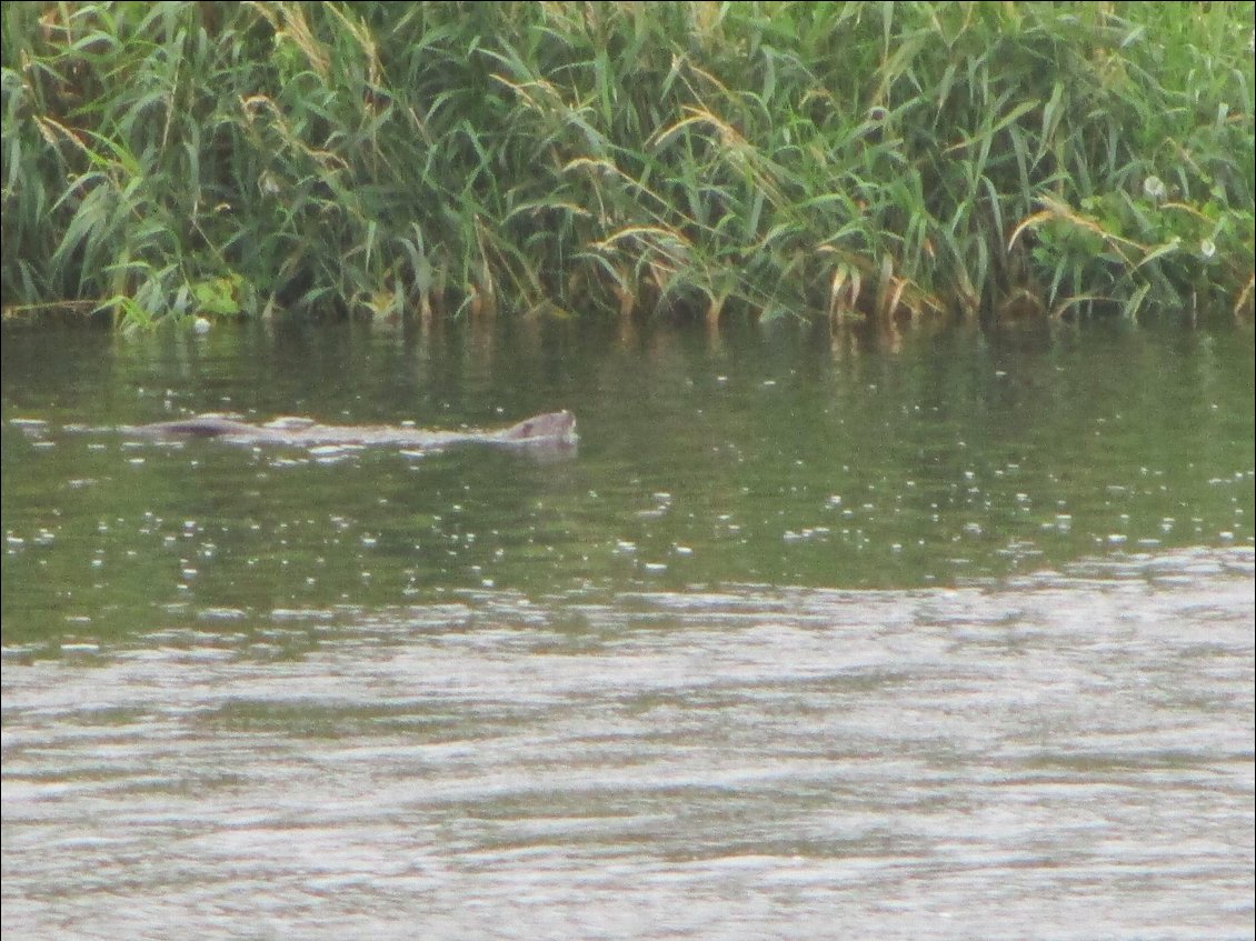 P ... une loutre !