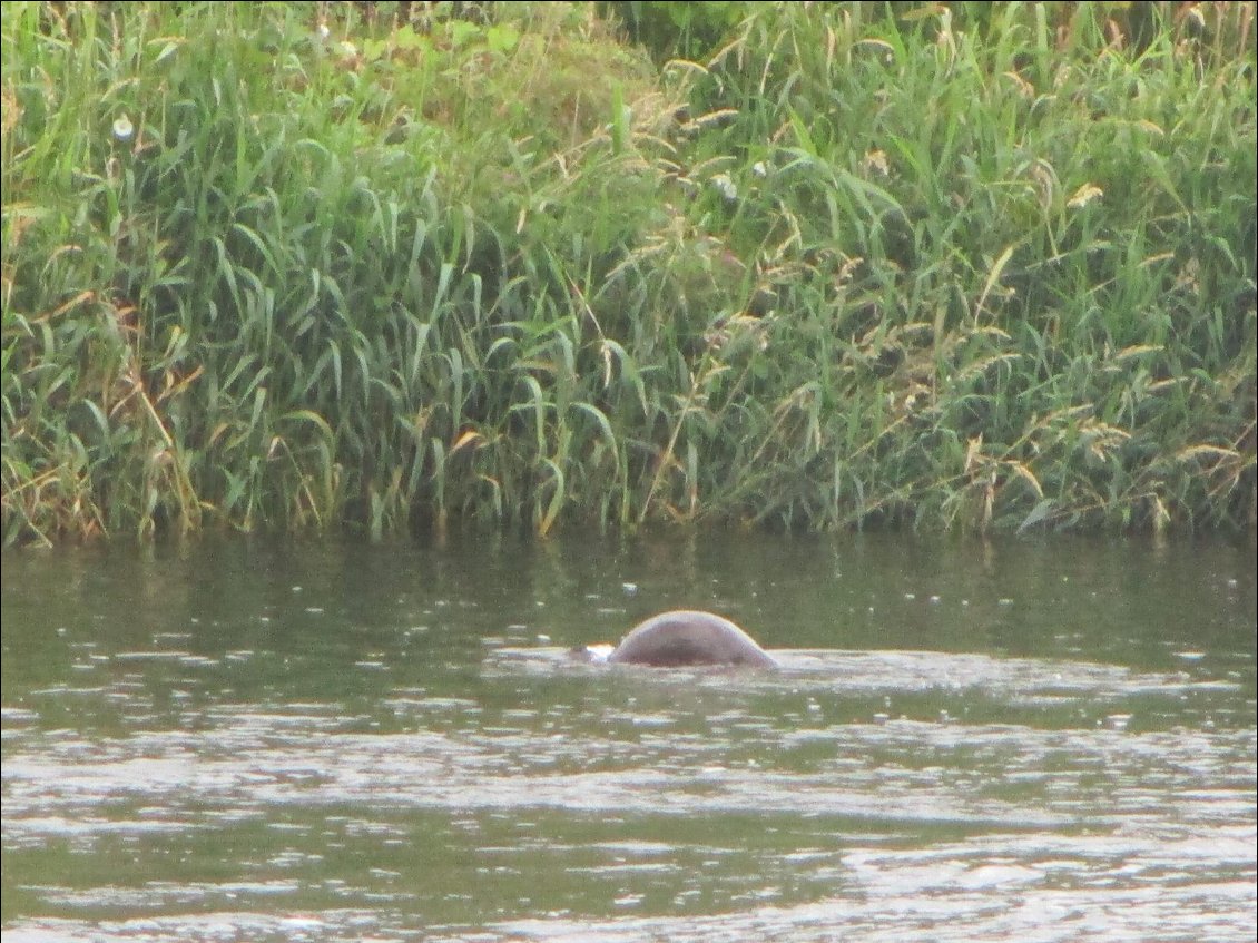 Voilà, je suis restée 3/4 d'heure à regarder la loutre batifoler juste devant moi. J'ai pris des dizaines de photos, y en a pas une de bonne. L'animal est trop vif.
Pour ma fin de voyage, quel cadeau et quel kif !
Pour ceux qui passeront par l'Irlande, la loutre habite sur la Suir à 5 km en amont de Kilsheelan.