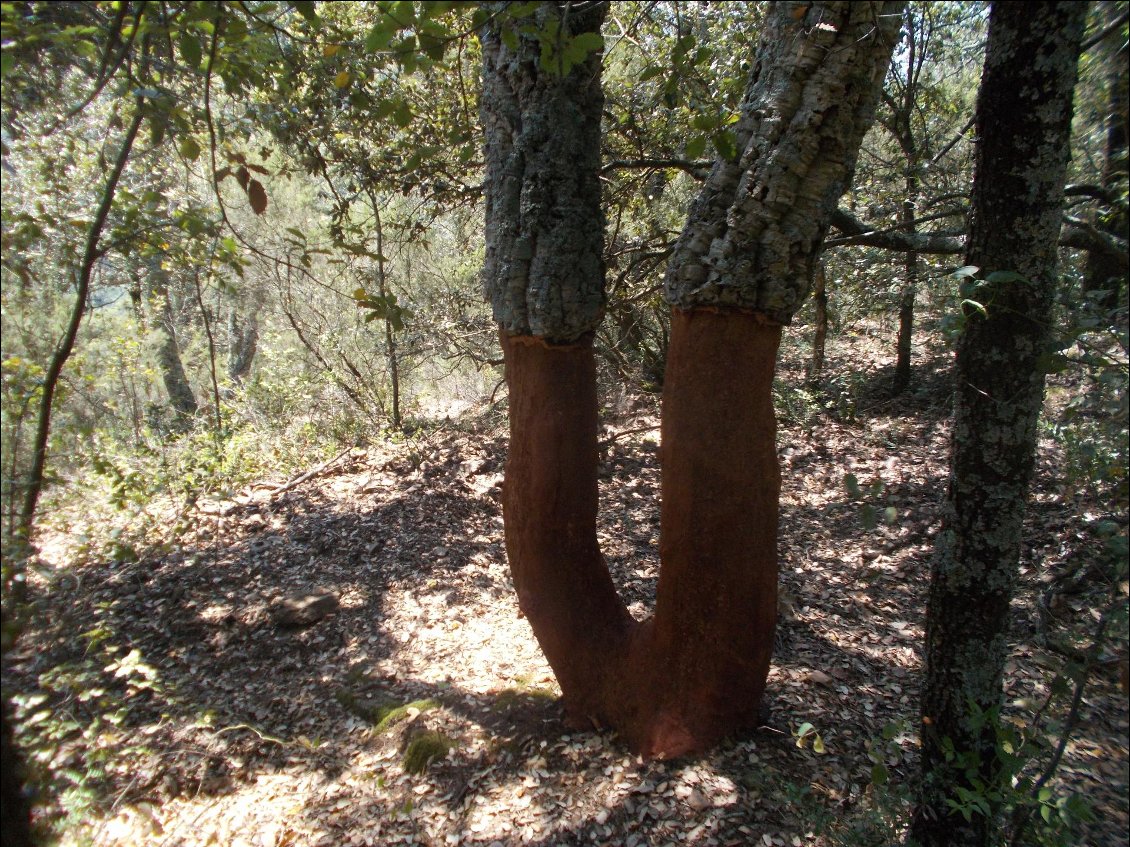 Même les arbres ont trop chaud !