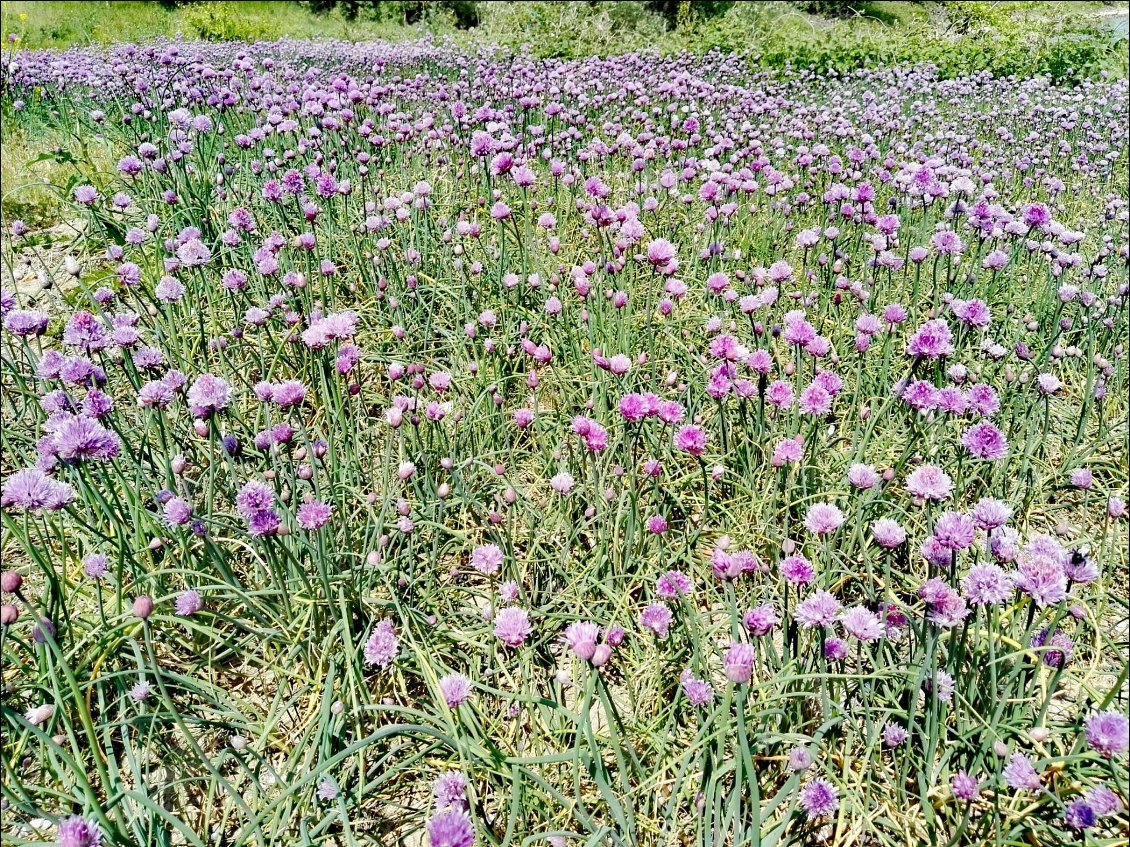 Armeria maritima (Œillet maritime)