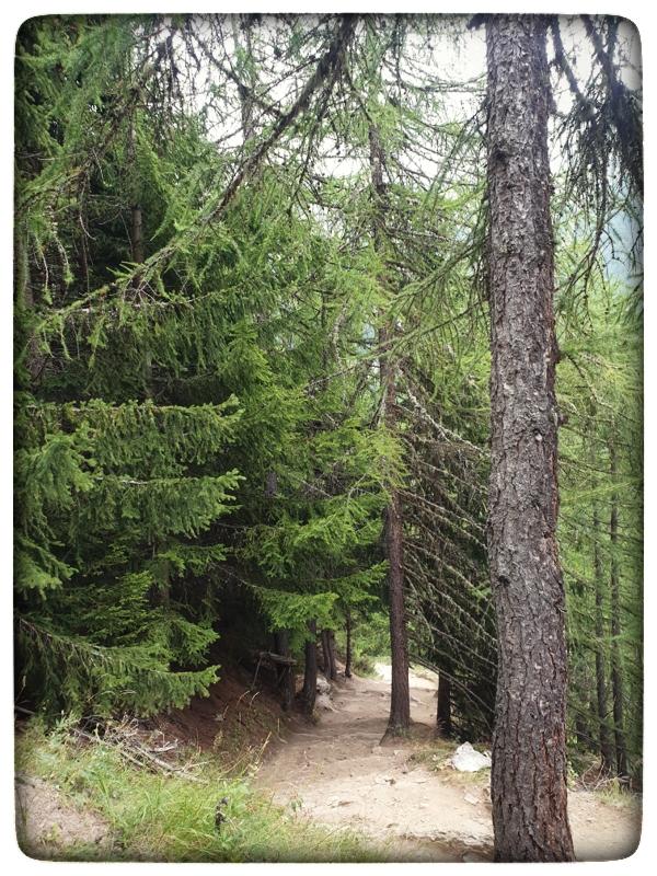 Montée vers le refuge Bertonne et sa forêt aux multiples écureuils !