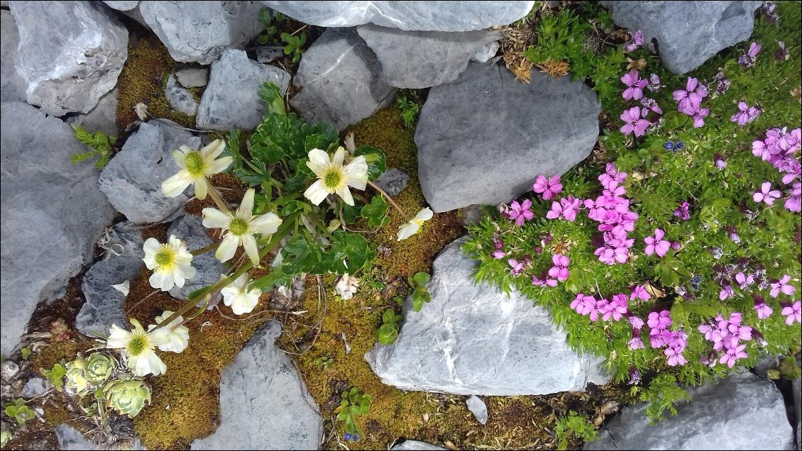 Pause fleurs entre les névés et avant le passage clé