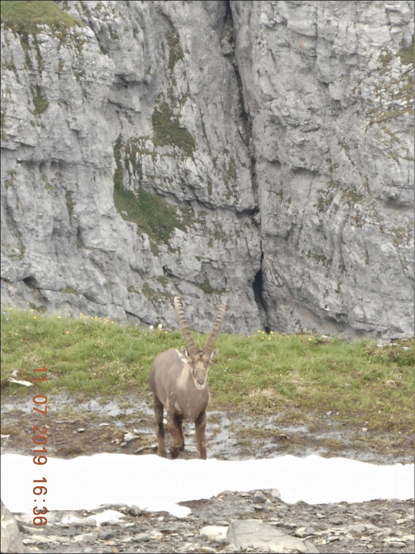 Le bouquetins qui observe de plus près les bipèdes maladroites!!!