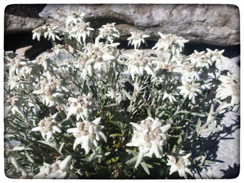 Edelweiss