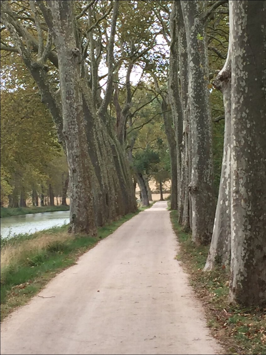 Il demeure encore des belles rangées de platanes