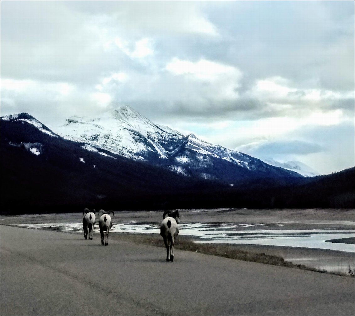 3 mouflons croisés sur la route du lac Maligne.