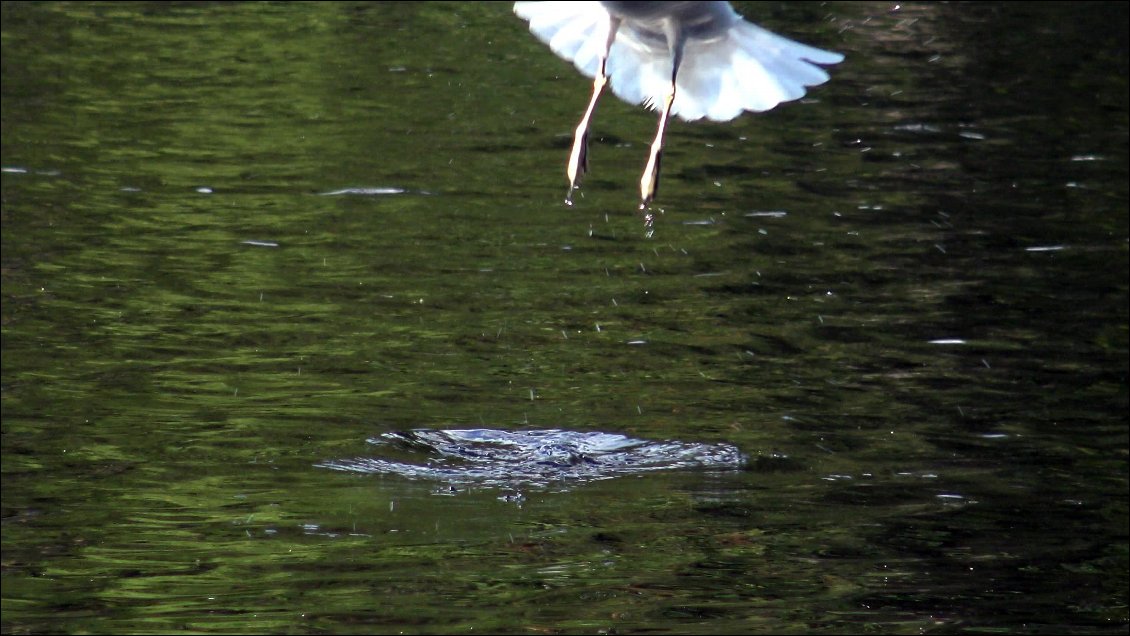 C'est pas inaccessible d’apprécier un rapport avec la nature sauvage, même si elle est juste venue nous rejoindre parce qu'elle se doutait bien qu'il y avait une possibilité de taxer de la nourriture !
Au fond, on espère juste qu'elle aura un sentiment de gratitude.