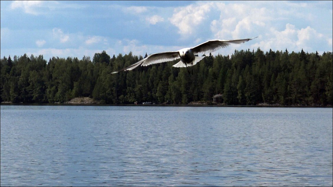 Une mouette maline se pointe à la pause casse croûte et se régale des morceaux de pain que nous lui concédons.