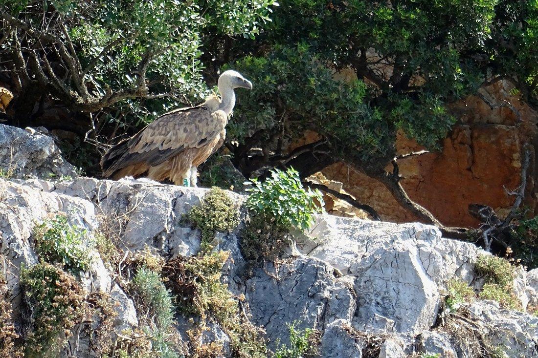 Vautour fauve, au nid