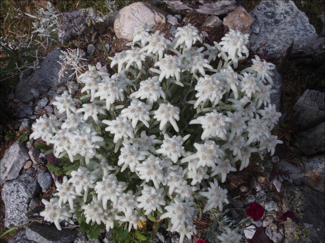 Une touffe d'Edelweiss.