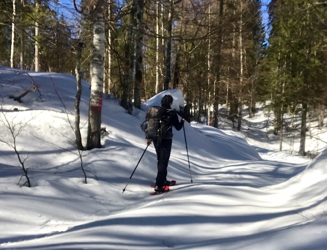 Seul au monde en forêt de Risoux