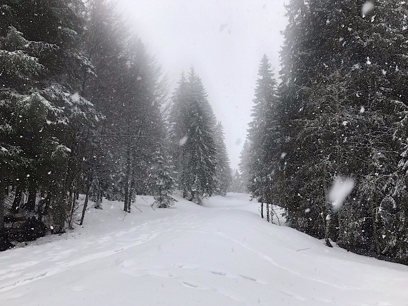 Dans la forêt du Massacre.