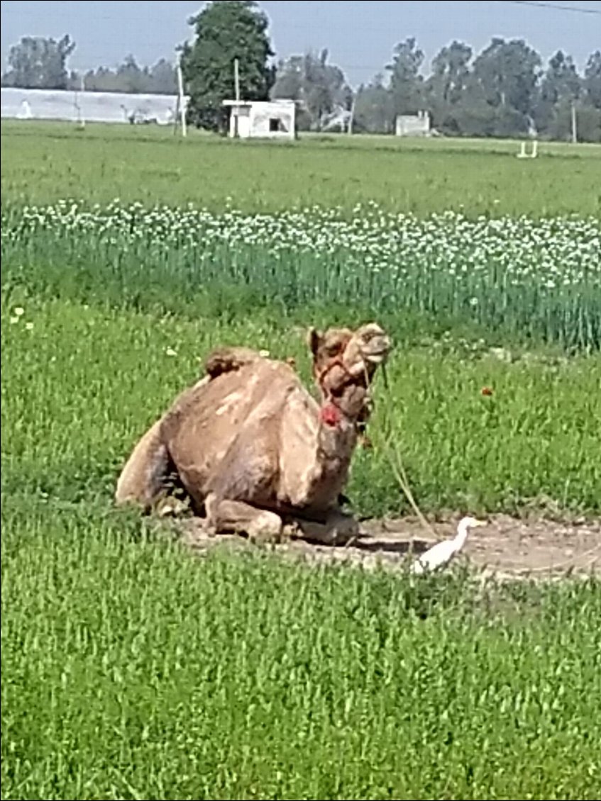 Ils étaient là à côté du restaurant au bord de la route...copains toujours!