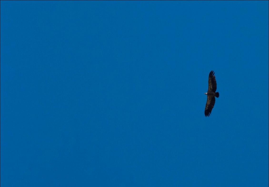 Les vautours, maitres pour flotter dans le ciel sans effort.