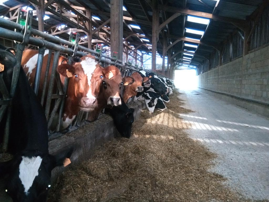 Deux Tarines dans un troupeau de Holstein. C'est forcément une bonne adresse.