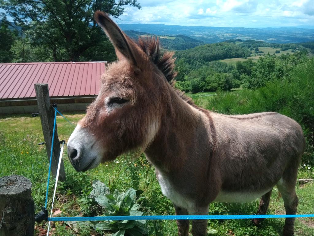 Et son âne Martin