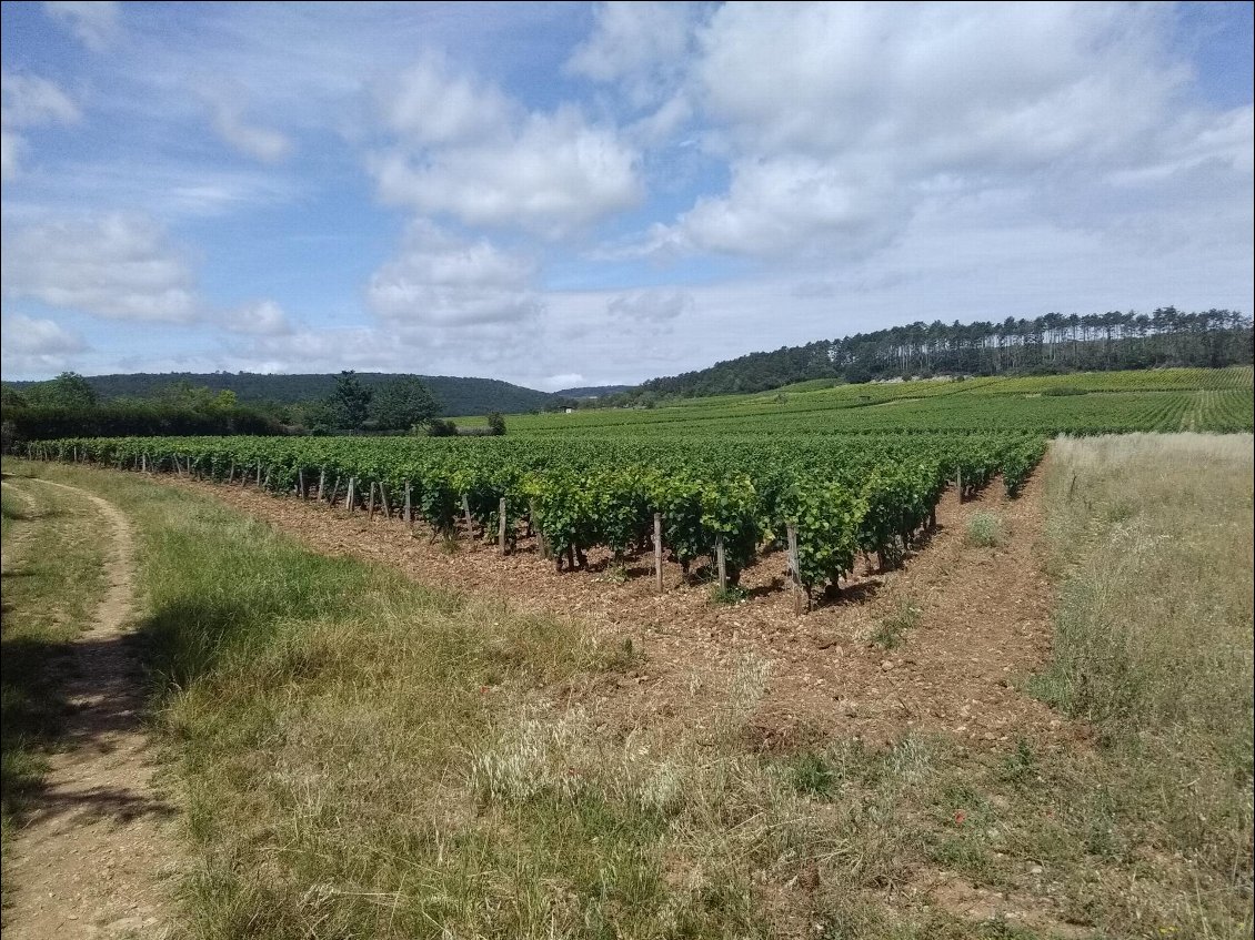 Que de vignes ! Qui l'eut cru...de Bourgogne !