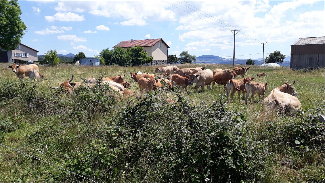 La vache !