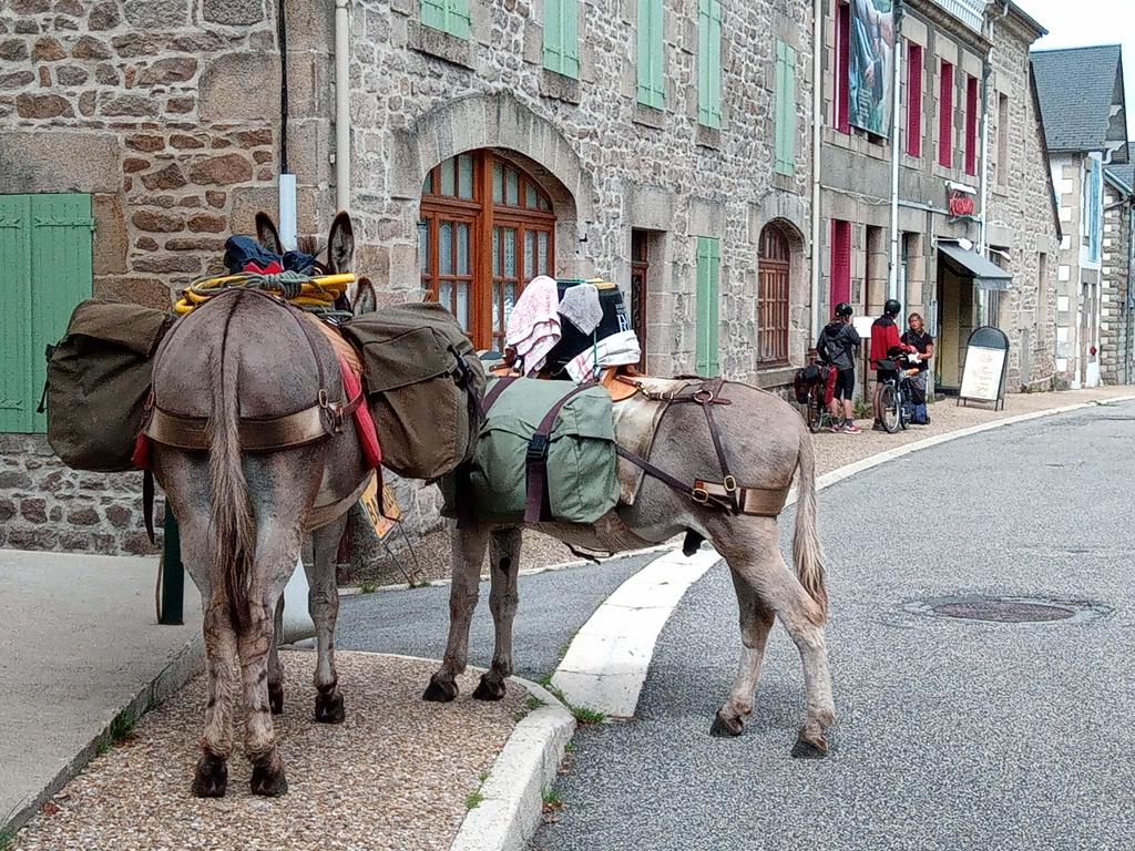 Les ânes patientent pendant que Carole échange avec des voyageurs à vélo