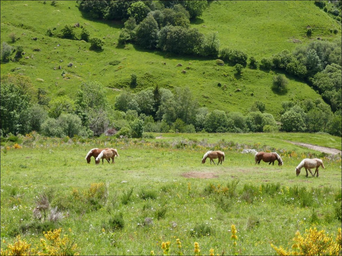 Le Cantal est un pays de vaches ; mais se glissent de temps à autres quelques équidés