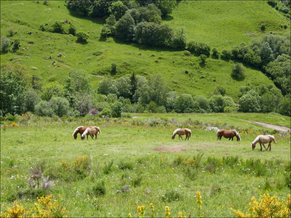 Le Cantal est un pays de vaches ; mais se glissent de temps à autres quelques équidés 