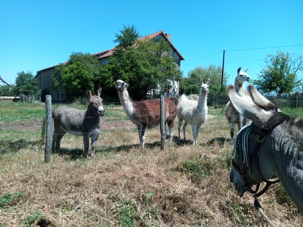 Pépito n'en croit pas ses oreilles. Direction les Andes.