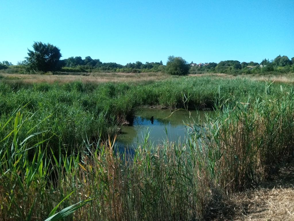 Début de matinée au bord du marais